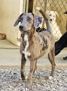 Rescue Catahoula Leopard Dog Dogs for Adoption in Manchester, Connecticut - Sarah 2 | PetCurious