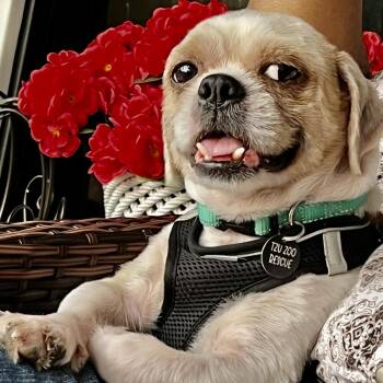 Snaggy Savor -  Shih Tzu Dog for Adoption in Plano, Texas - Snaggy Savor | PetCurious