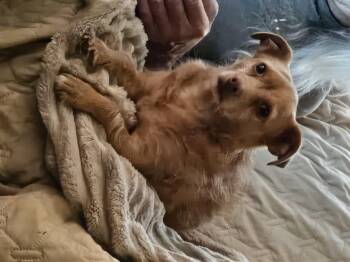 Rescue Norfolk Terrier and Dachshund Dogs for Adoption in Vancouver, Washington - Lulu | PetCurious