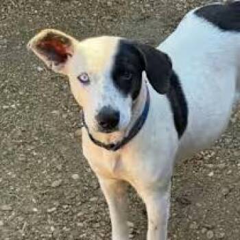 Australian Cattle Dog Blue Heeler and Labrador Retriever Dogs Available for Adoption in Watertown, Connecticut - Spirit | PetCurious