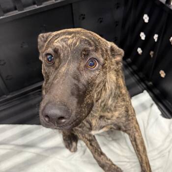 Maeve -  Mountain Cur and Hound Dog for Adoption in Abilene, Texas - Maeve | PetCurious