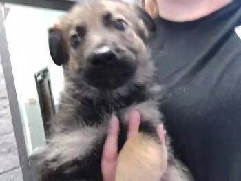 German Shepherd Dog and Mixed Breed Dogs Available for Adoption in Tulsa, Oklahoma - ZORO | PetCurious