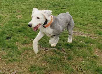 Old English Sheepdog Dogs Available for Adoption in Lincoln, Massachusetts - Gipsi | PetCurious