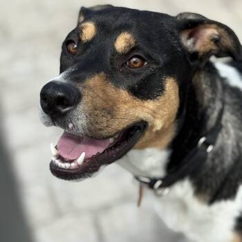 Greater Swiss Mountain Dog and Australian Shepherd Dogs Available for Adoption in Chatham, New Jersey - Gypsy | PetCurious