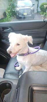 Brandon -  Bergamasco Dog for Adoption in Palisades Park, New Jersey - Brandon | PetCurious