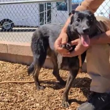 Rescue Border Collie and Dutch Shepherd Dogs for Adoption in Albuquerque, New Mexico - Dutchess | PetCurious