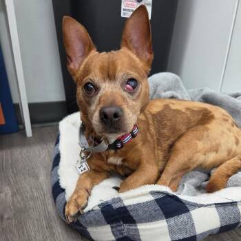Frito -  Chihuahua Dog for Adoption in Fairfax Station, Virginia - Frito | PetCurious