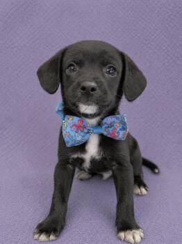 Dash -  Chihuahua and Miniature Pinscher Dog for Adoption in Lodi, California - Dash | PetCurious