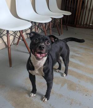 Honey -  Boston Terrier and Pug Dog for Adoption in Luling, Texas - Honey | PetCurious