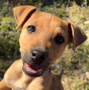 Rescue Black Mouth Cur and Boxer Dogs for Adoption in Boerne, Texas - Chip | PetCurious