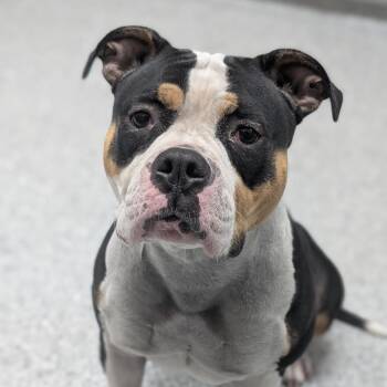Nutmeg -  American Staffordshire Terrier and Mixed Breed Dog for Adoption in Grand Rapids, Michigan - Nutmeg | PetCurious