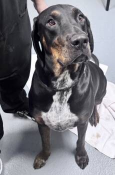 Rescue Mixed Breed Dogs for Adoption in Daytona Beach, Florida - Angel - 2 | PetCurious