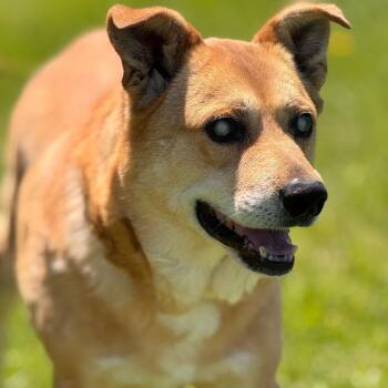 Rescue Mixed Breed Dogs for Adoption in Erie, Pennsylvania - Ray | PetCurious