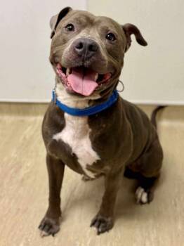 Rescue Mixed Breed Dogs for Adoption in West Chester, Pennsylvania - Malone | PetCurious