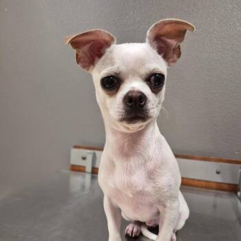 Eddy -  Chihuahua and Pug Dog for Adoption in Reno, Nevada - Eddy | PetCurious