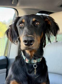 David -  Doberman Pinscher Dog for Adoption in Los Angeles, California - David | PetCurious