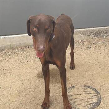 Doberman Pinscher Dogs Available for Adoption in Ontario, California - PAULY | PetCurious