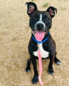 Fifa -  Mixed Breed Dog for Adoption in West Chester, Pennsylvania - Fifa | PetCurious