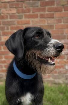 Great Dane and Standard Poodle Dogs Available for Adoption in Bowling Green, Kentucky - Georgie | PetCurious