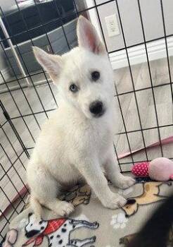 Husky and Shepherd Dogs Available for Adoption in Fremont, California - Elsa | PetCurious