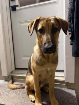 Elvis -  German Shepherd Dog Dog for Adoption in Fredonia, Wisconsin - Elvis | PetCurious