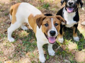 American Foxhound and Mixed Breed Dogs Available for Adoption in Lucedale, Mississippi - Meri | PetCurious