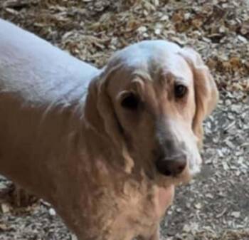 Nala -  Goldendoodle Dog Available for Adoption in Mauston, Wisconsin - Nala | PetCurious