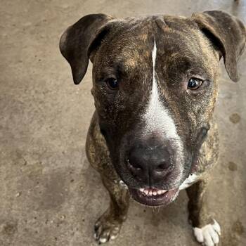 Oscar -  Bullmastiff and Pit Bull Terrier Dog for Adoption in Sarasota, Florida - Oscar | PetCurious