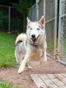 Gracie Mae -  Husky Dog for Adoption in Leitchfield, Kentucky - Gracie Mae | PetCurious