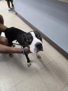 BUSTER -  Pit Bull Terrier and Boston Terrier Dog for Adoption in Killeen, Texas - BUSTER | PetCurious