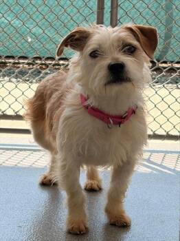 Shih Tzu and Mixed Breed Dogs Available for Adoption - GISELLE | PetCurious