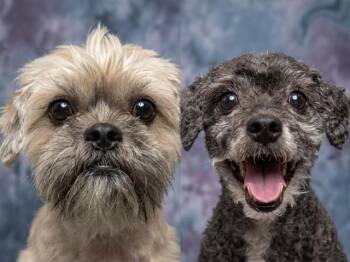 PETER PAN -  Bichon Frise Dog for Adoption in Peoria, Illinois - PETER PAN | PetCurious