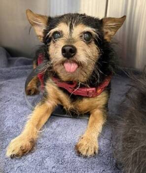 Tinker -  Chihuahua and Yorkshire Terrier Dog for Adoption in Kansas City, Missouri - Tinker | PetCurious