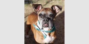 Boxer Dogs Available for Adoption in Hewitt, Texas - Sarabeth - Silver Heart | PetCurious