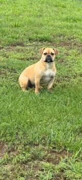 Faith -  Pug and Beagle Dog for Adoption in Hopkinsville, Kentucky - Faith | PetCurious