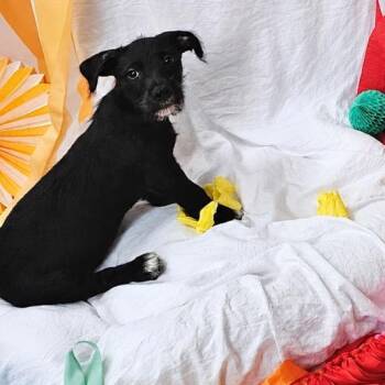 Skeeball -  Mixed Breed Dog for Adoption in Rockville, Maryland - Skeeball | PetCurious