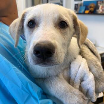 Mcnab Dogs Available for Adoption - Percy | PetCurious