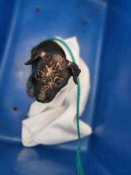 AURELIA -  Mixed Breed Dog for Adoption in Dallas, Texas - AURELIA | PetCurious