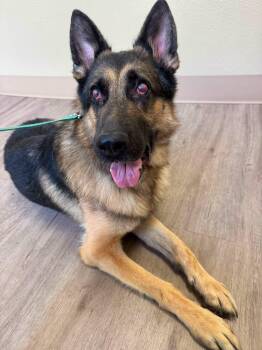 Gunther (aka Atlas) -  German Shepherd Dog Dog for Adoption in Navarre, Florida - Gunther (aka Atlas) | PetCurious