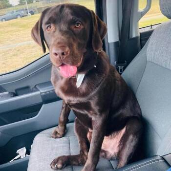 Bishop -  Labrador Retriever Dog for Adoption in Louisville, Kentucky - Bishop | PetCurious