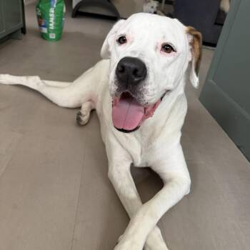 Leia -  Boxer and Labrador Retriever Dog for Adoption in Oak Ridge North, Texas - Leia | PetCurious