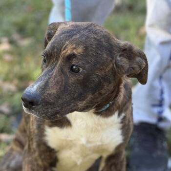 Marshall -  Labrador Retriever and Hound Dog for Adoption in Locust Fork, Alabama - Marshall | PetCurious