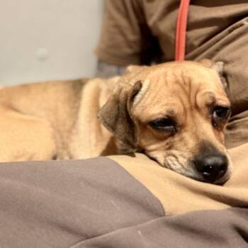 Mixed Breed Dogs Available for Adoption in New York, New York - Penelope | PetCurious