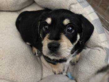 Terrier and Mixed Breed Dogs Available for Adoption - PEPPER | PetCurious