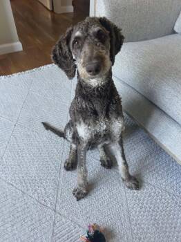 Labrador Retriever Dogs Available for Adoption in New York, New York - Liam (GA) | PetCurious