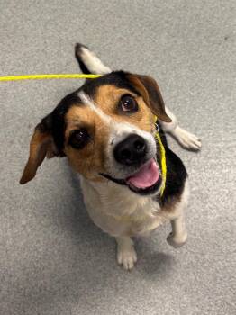 Marmalade -  Beagle Dog for Adoption in Bloomington, Indiana - Marmalade | PetCurious