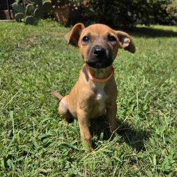 Yakko -  Hound Dog for Adoption in Chattanooga, Tennessee - Yakko | PetCurious
