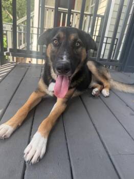 German Shepherd Dog and Mixed Breed Dogs Available for Adoption in Polk, Ohio - Taco | PetCurious