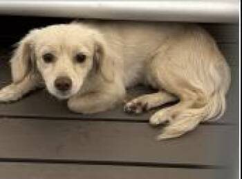 AAD New Arrival!  Jamie - 26140 -  Spaniel Dog for Adoption in Armonk, New York - AAD New Arrival!  Jamie - 26140 | PetCurious