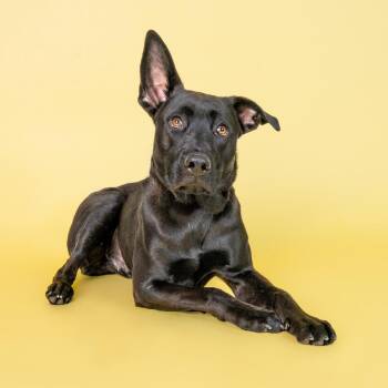 Rescue Black Labrador Retriever Dogs for Adoption in Savannah, Georgia - Skid | PetCurious
